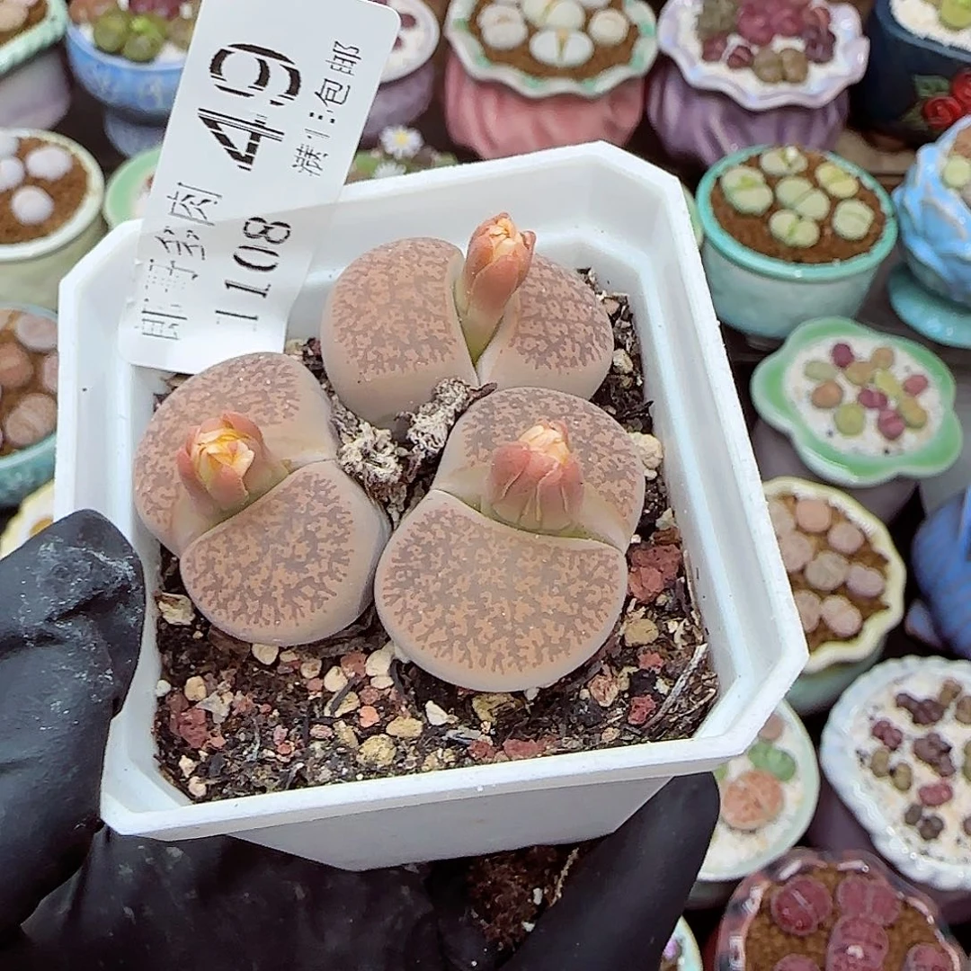 生石花满18包邮1108-49