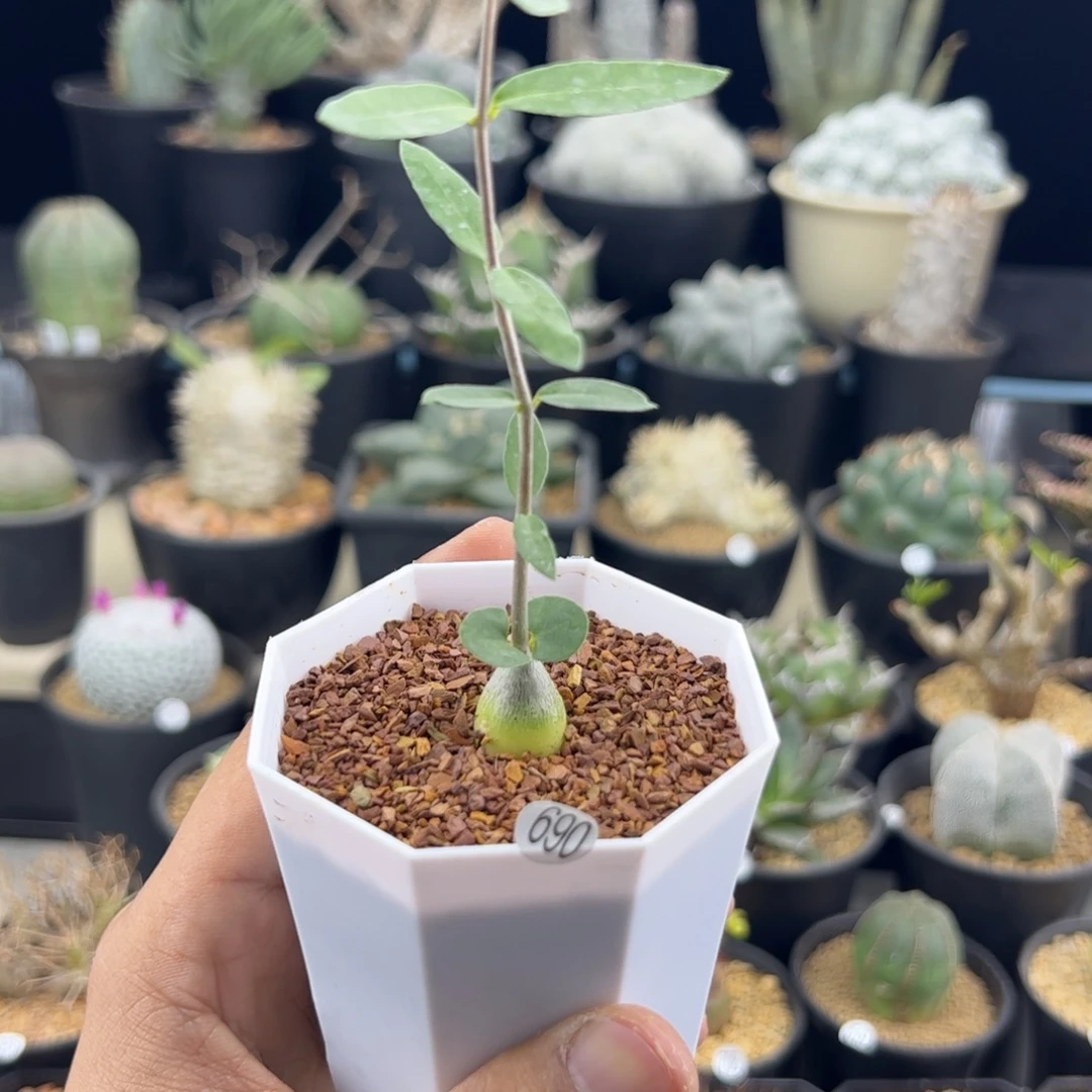 小火星人一物一拍690