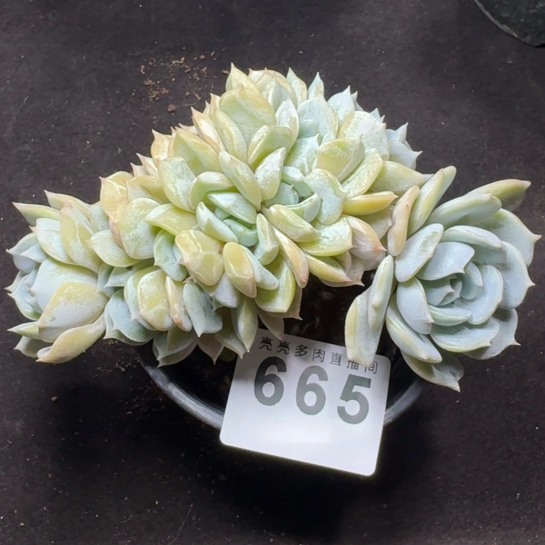 劳林缀化        平安福寿多，财运福运走上坡