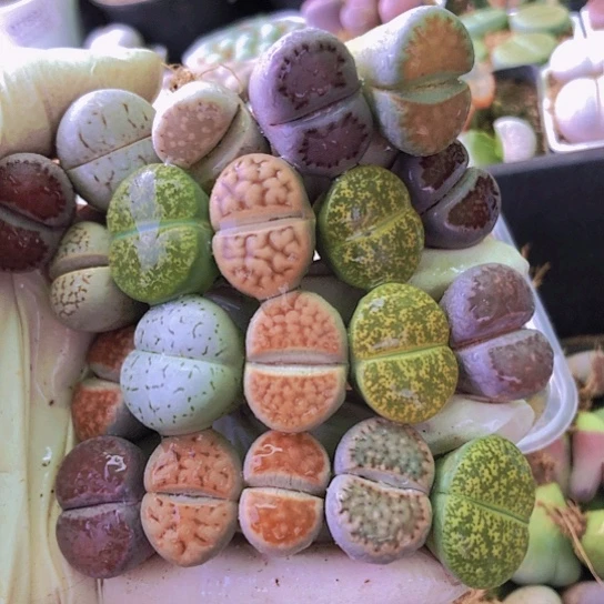 无花朵0704，2厘米左右如图