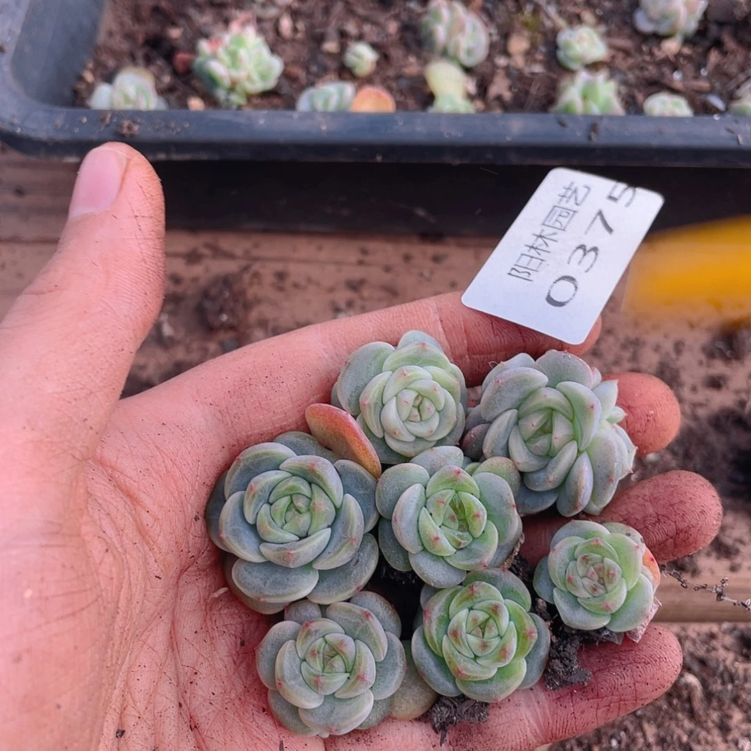 多肉植物多肉植物375