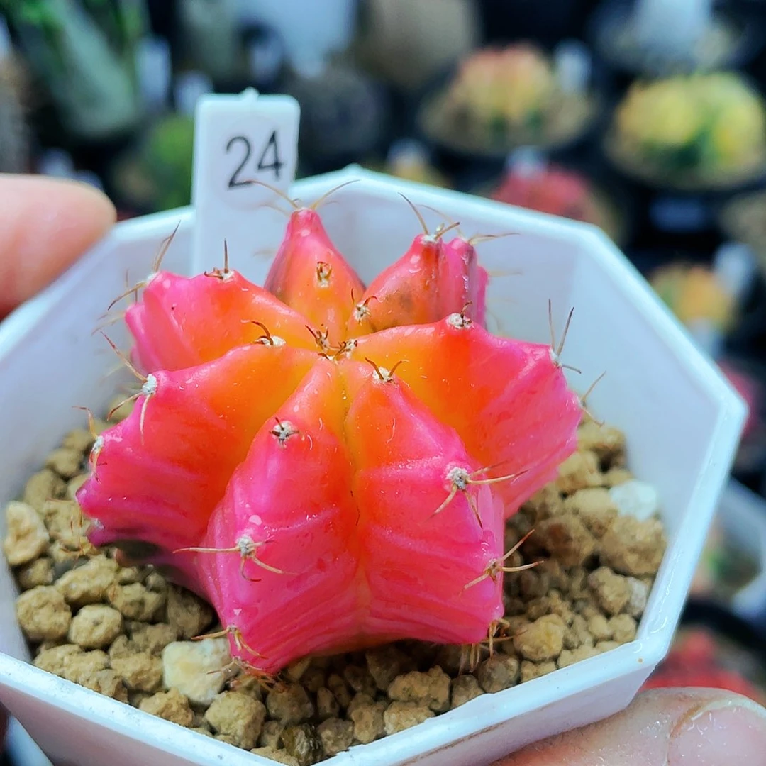 非偏远地区满25包邮发货仙人球