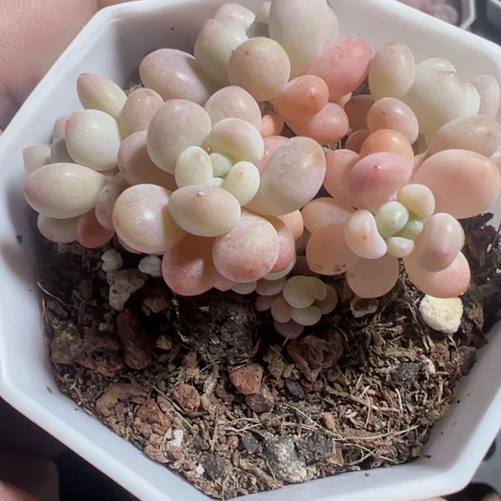 洛可可精品多肉植物大战