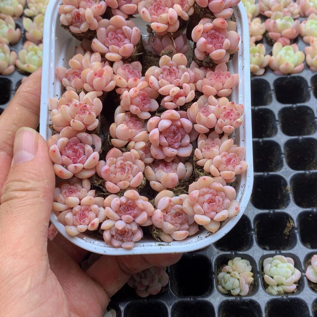 反反复复还是很开心014