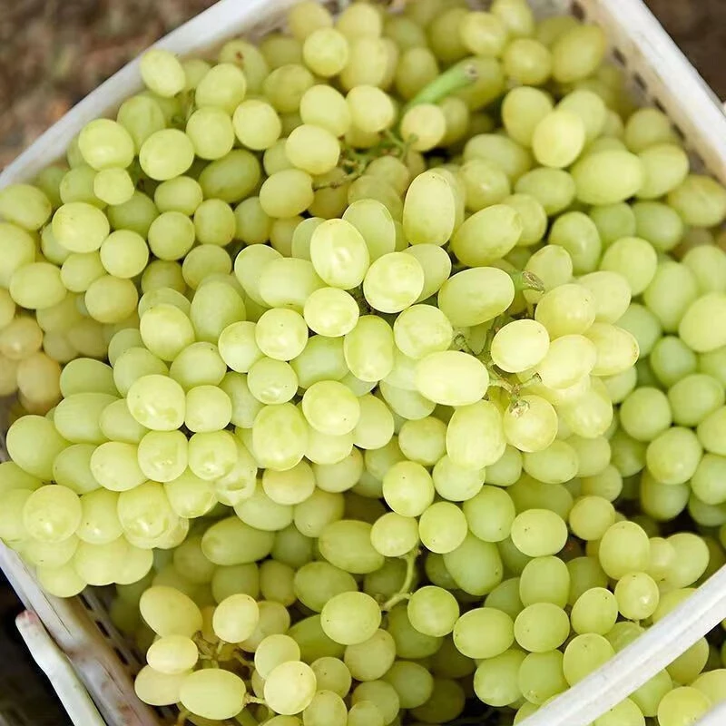 【水果】新疆无籽露提子（件）约4斤