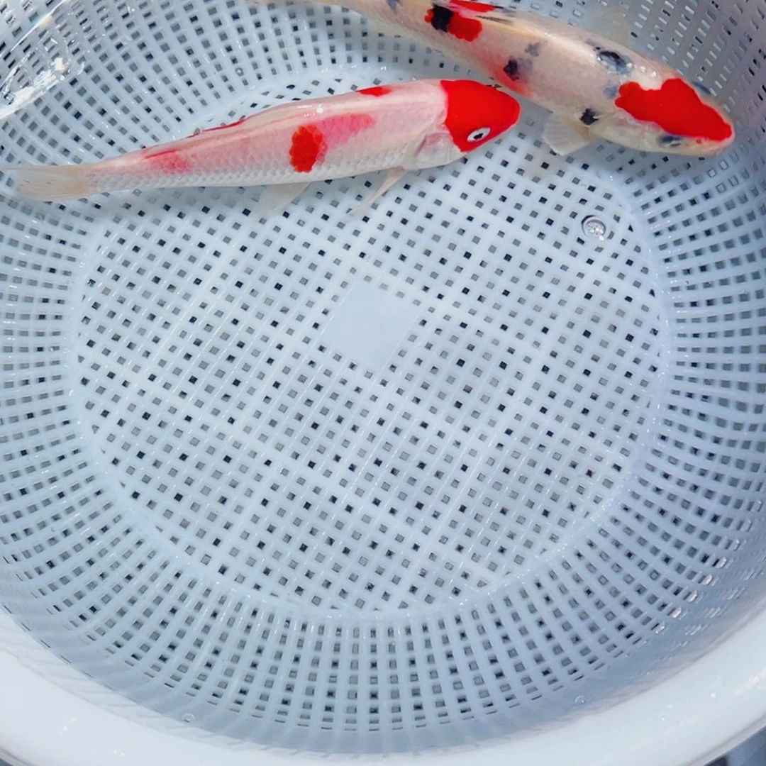 锦鲤锦鲤观赏鱼1111