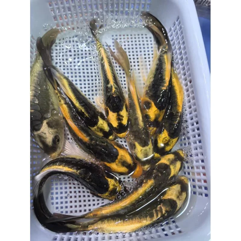 （十）10条玛雅10公分左右锦鲤