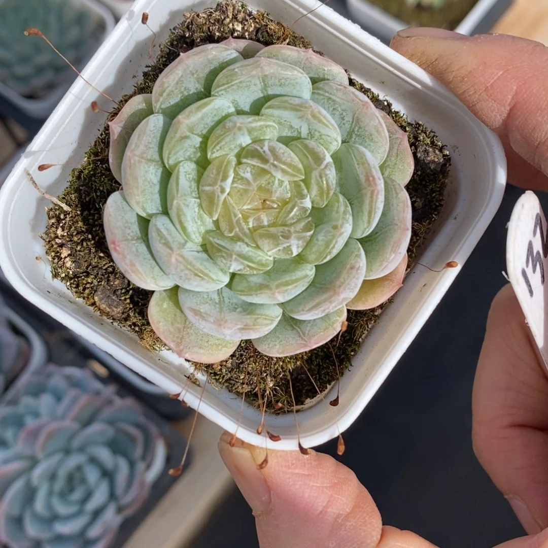 精品多肉一物一拍不包整132