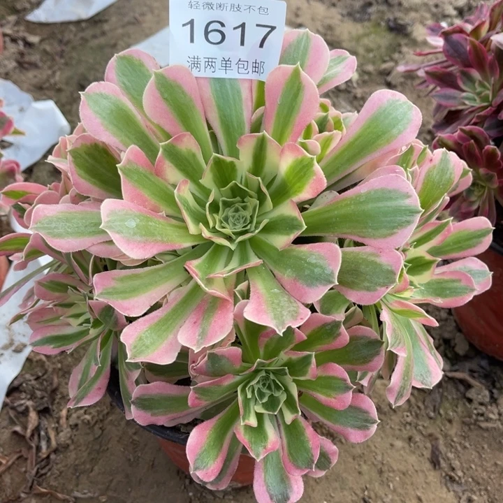 1617白凤的的的人多