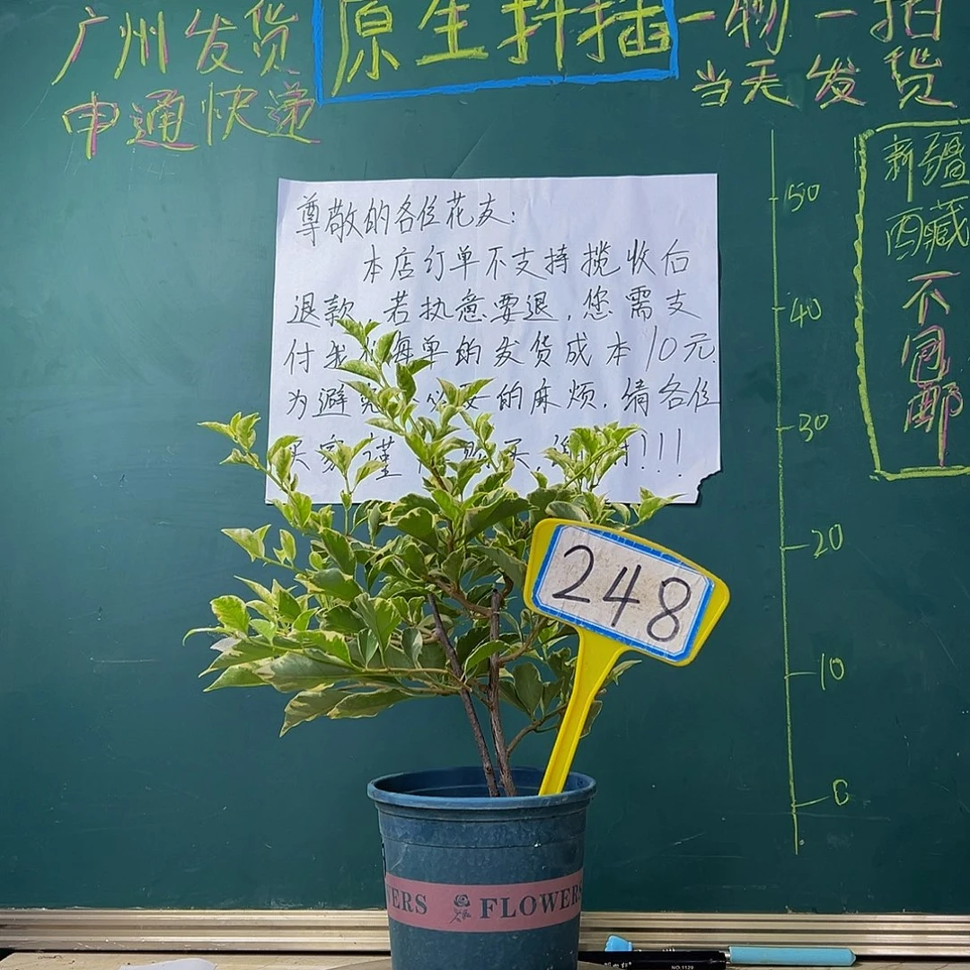 当前无花栽培后可以开花 银边白 双杆 248