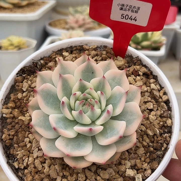 5044号吉娃娃锦多肉