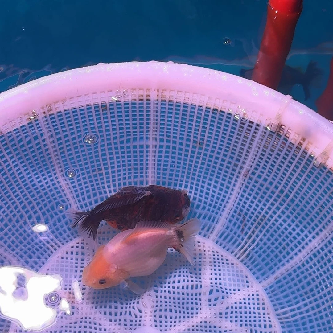 金鱼亚成精品兰寿