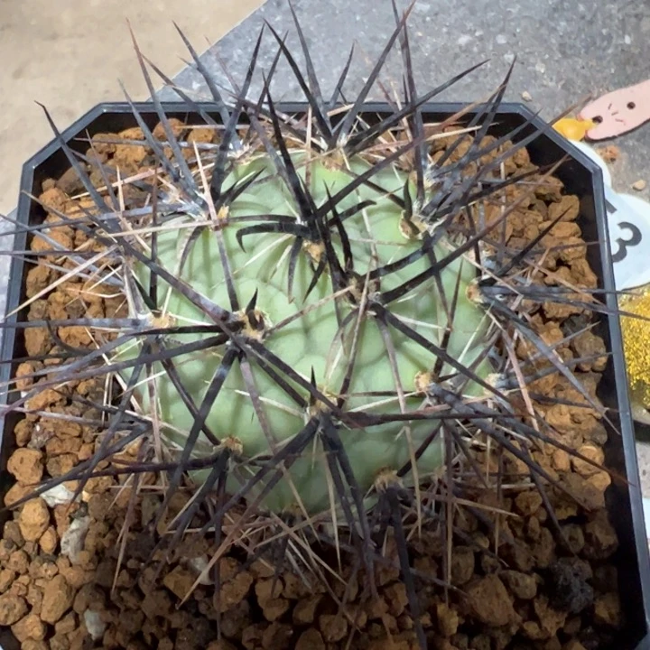 大型海胆习志野仙人球仙人球