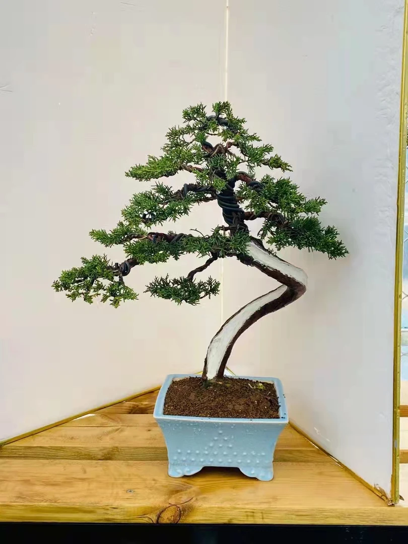 庭院别墅造型盆景办公桌高档小盆景一物一拍黄杨盆栽