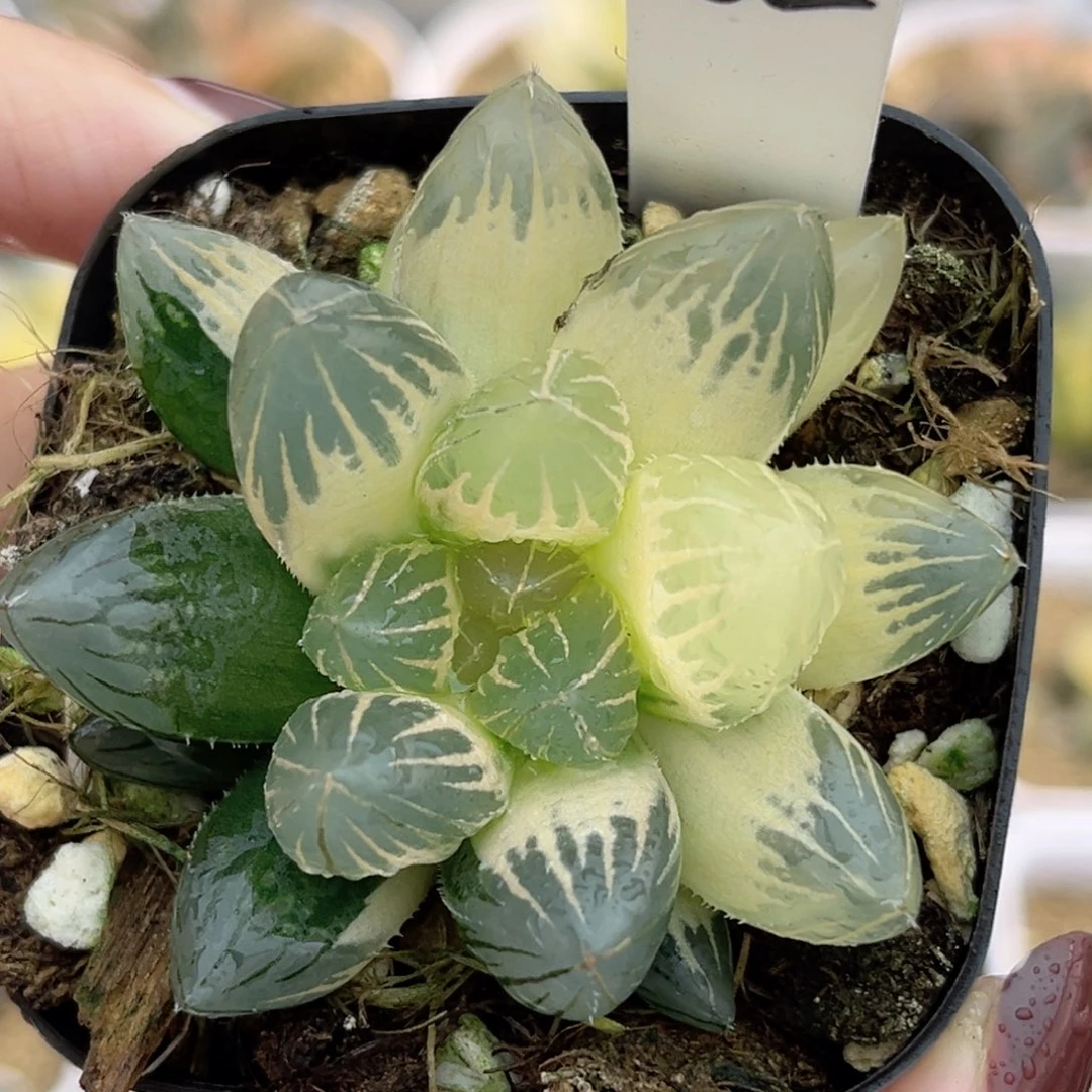 62糊斑龙爪玉露锦福利专场