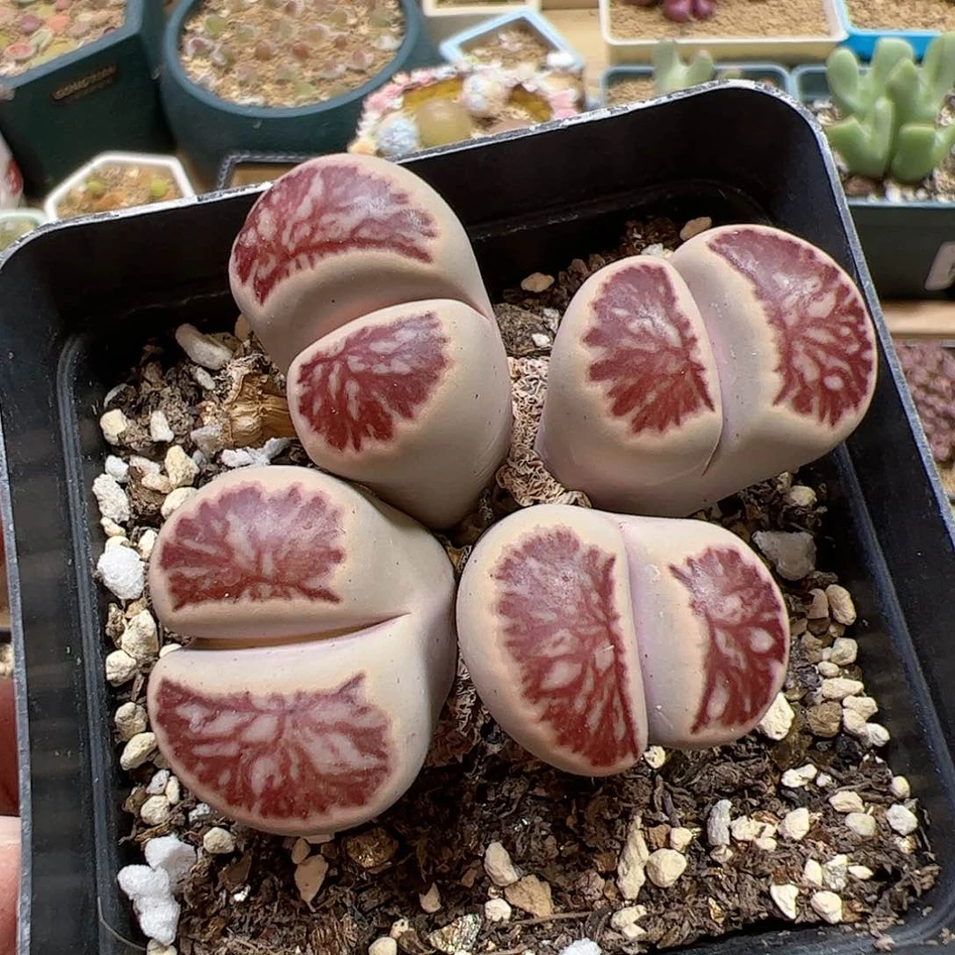 【闪购商品】236 菊