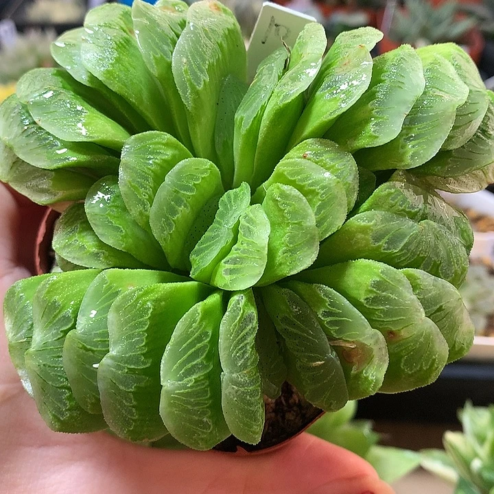 10号草玉扇满18包邮