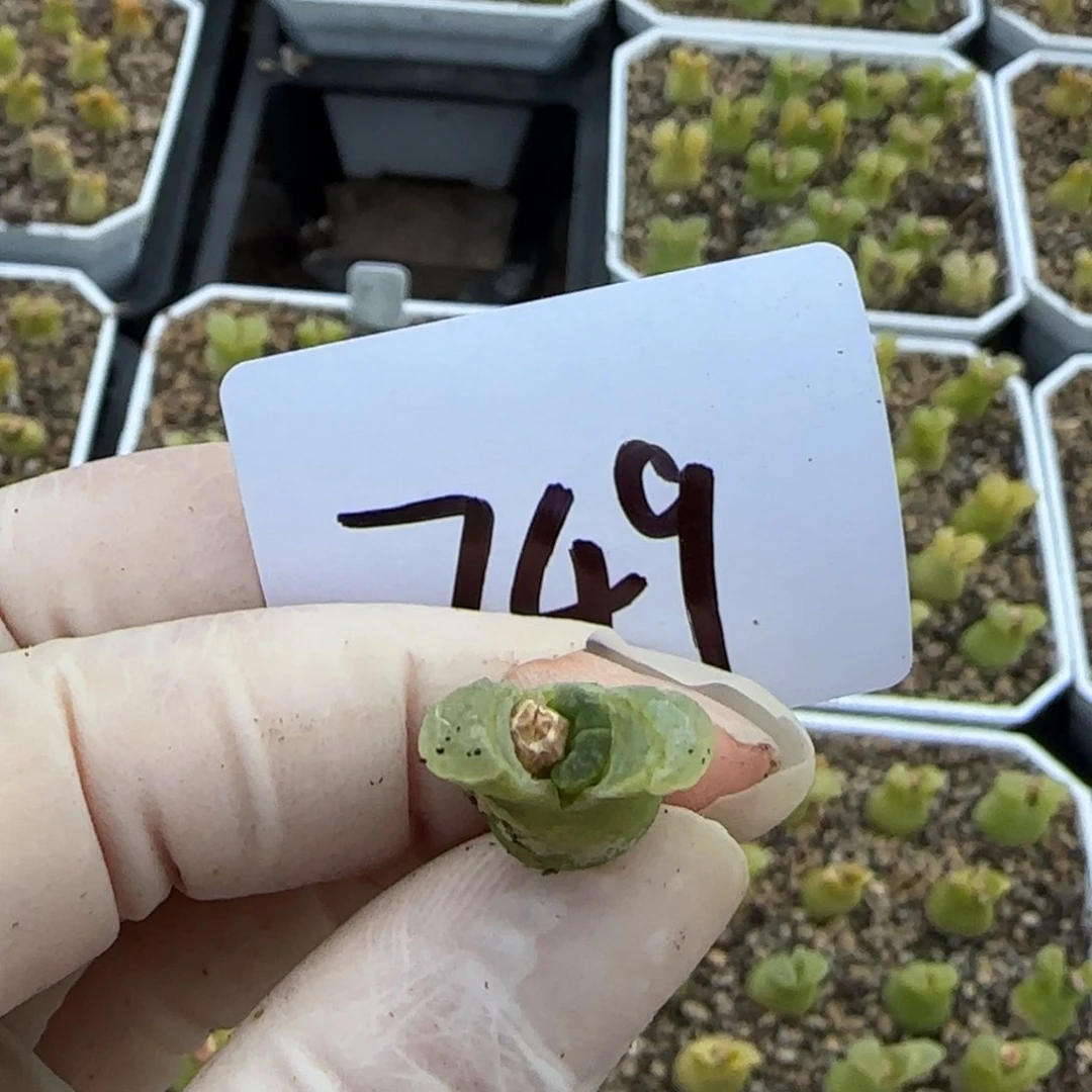 D****.多肉多肉多肉749