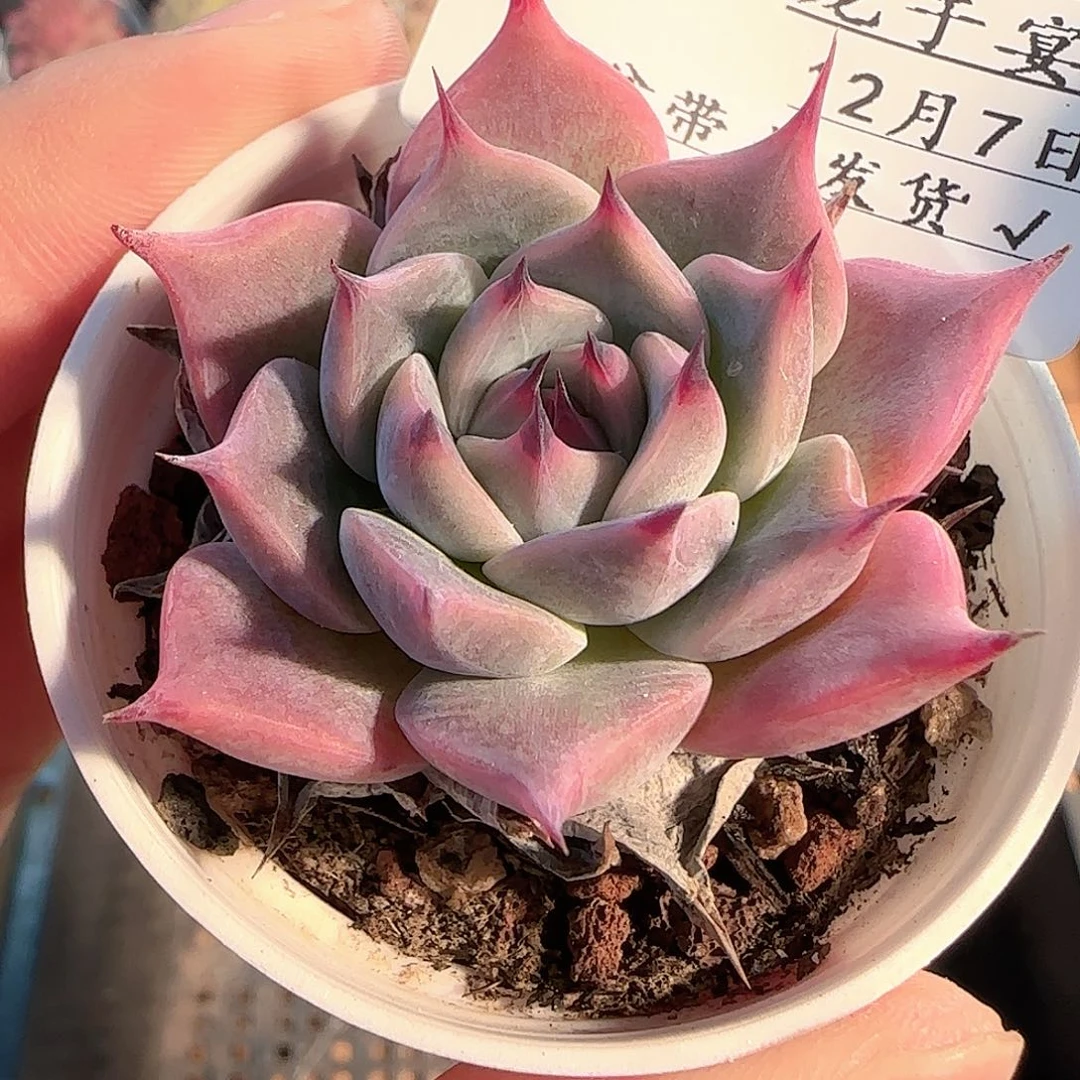 多肉1207-62黑爪黑爪