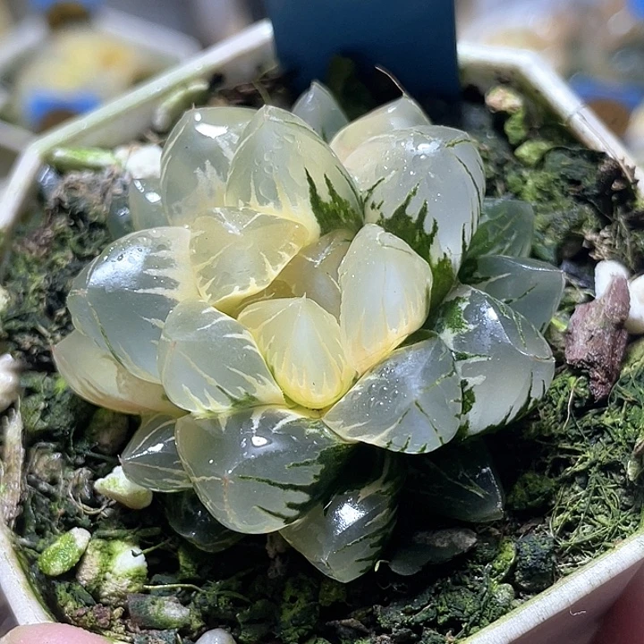 581糊斑北极之光锦特团福利