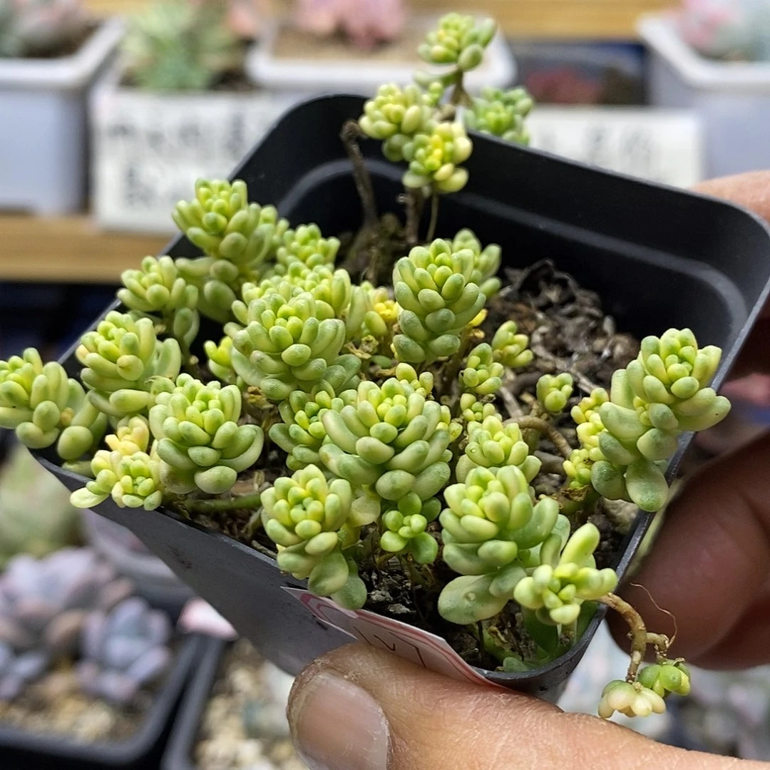 13127 大唐米锦多肉