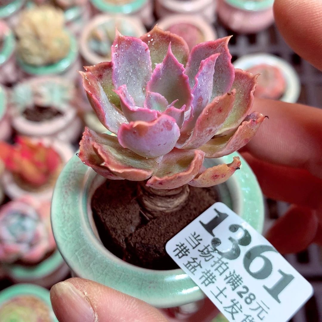 5厘米盆精控多肉1361