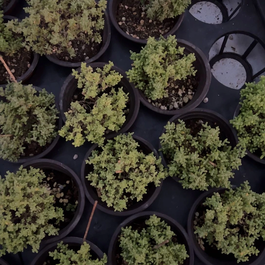 小小米90杯老桩精品