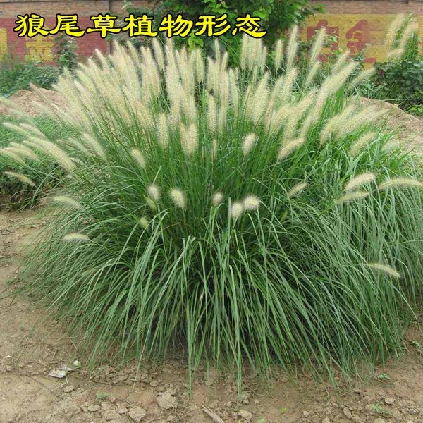狼尾草种子护坡观赏高产狗尾巴草种子多年生四季易种园林景观绿化