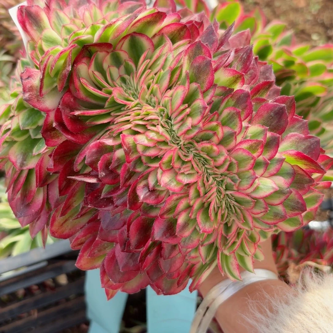 我8316 号多肉法师新年特价没有根