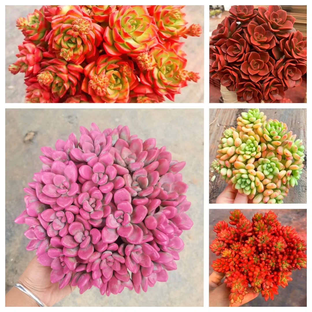 MS5大盆 带盆带土 好养活