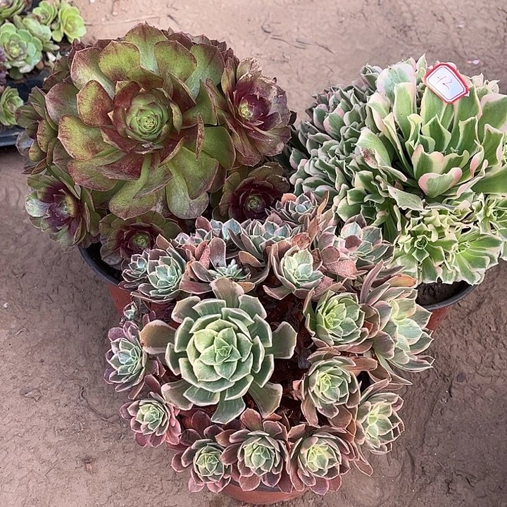 042多肉植物组合，