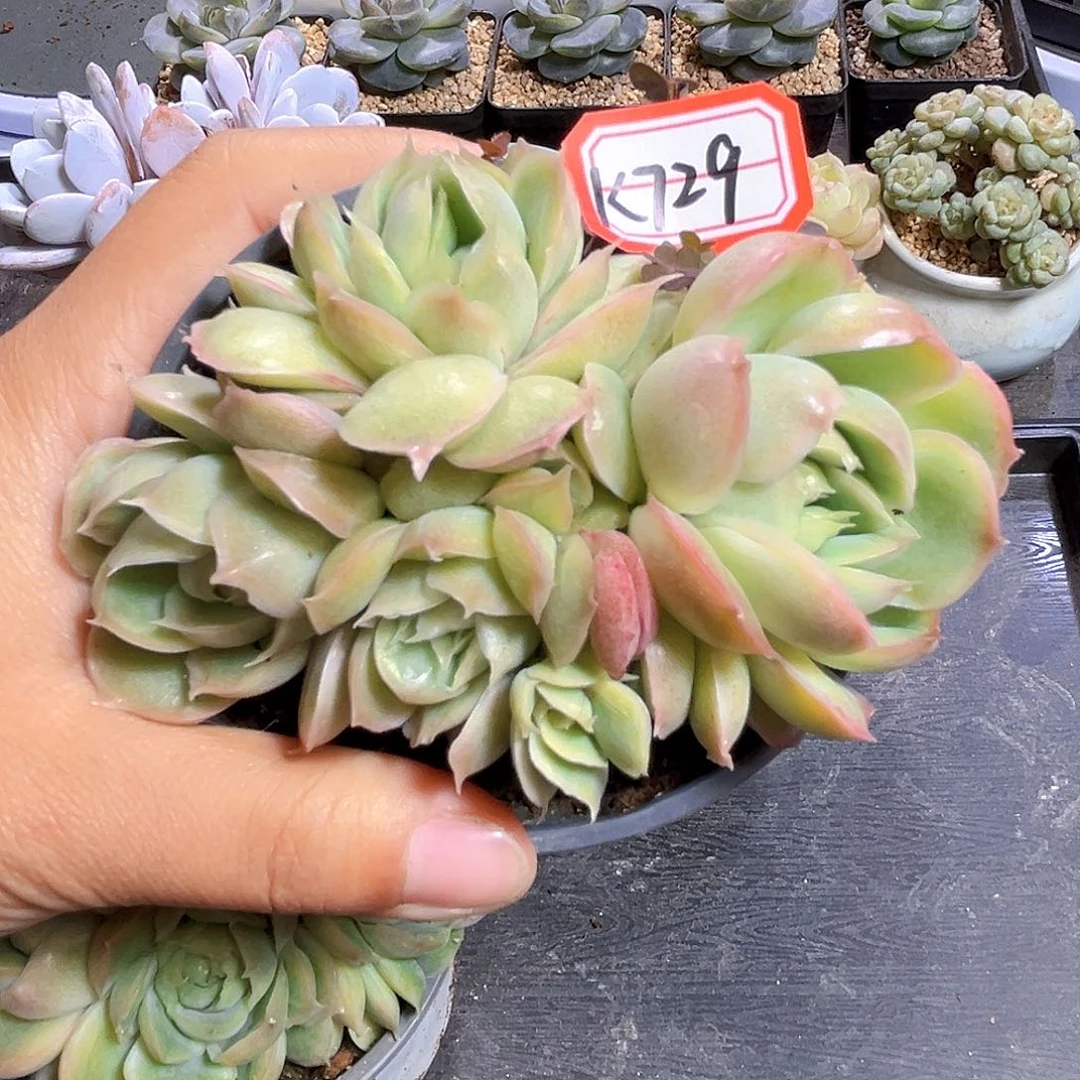 K729 虾饺群  满18包邮