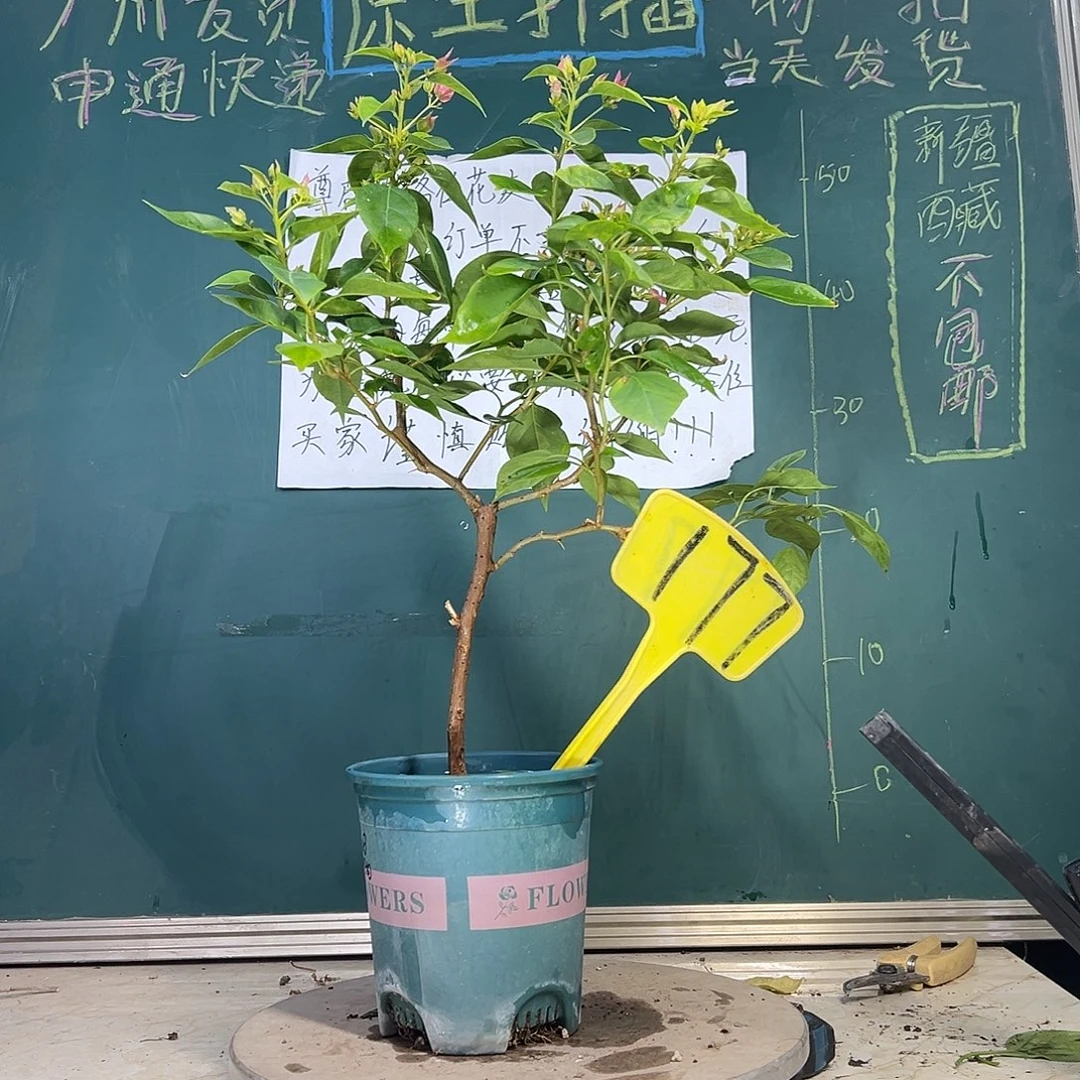 当前无花栽培后可以开花暗斑水晶 177