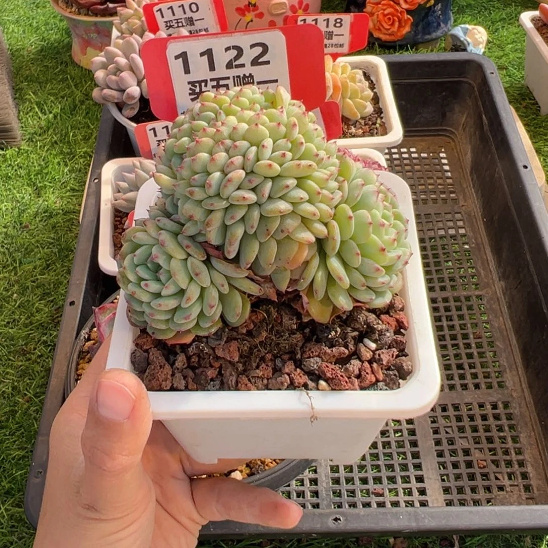 表妹精品多肉1122.