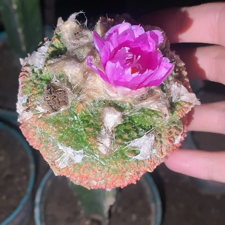 三角接哥斯拉牡丹锦