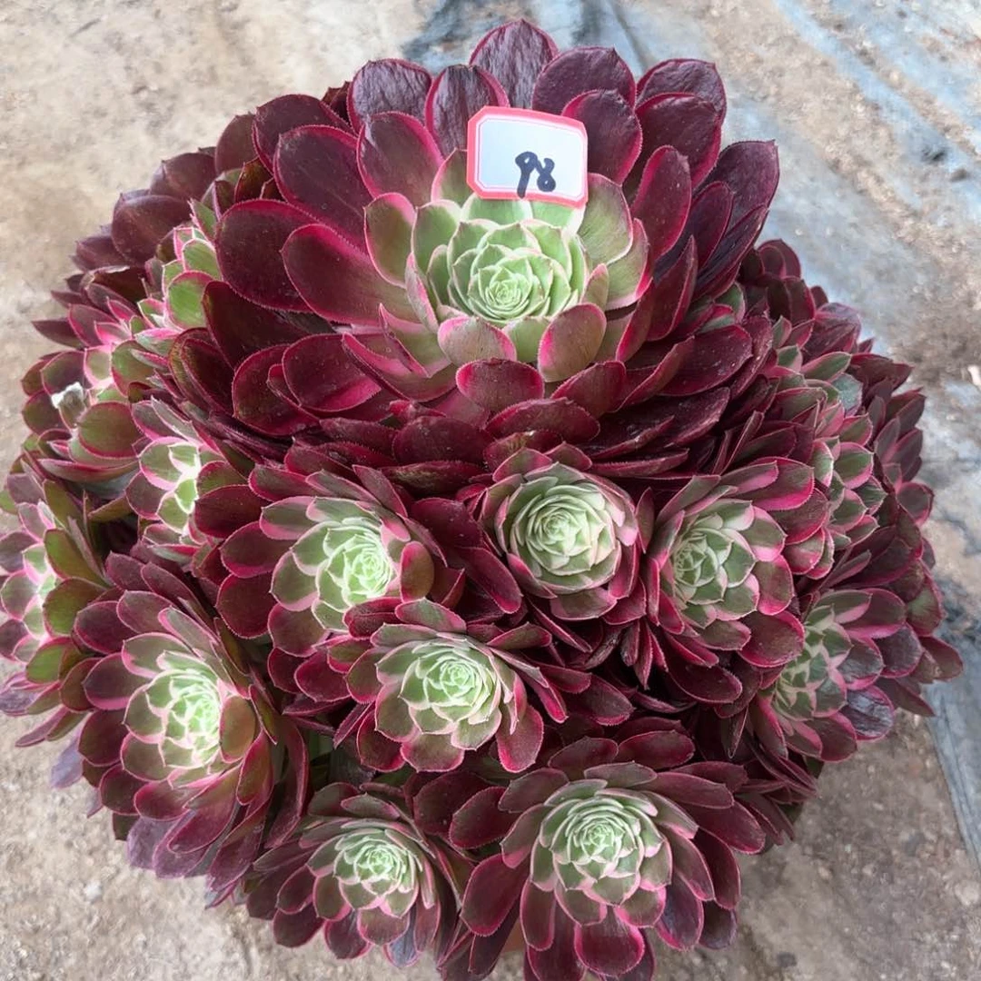 无花朵萍*?98孔雀翎多肉植物绿植