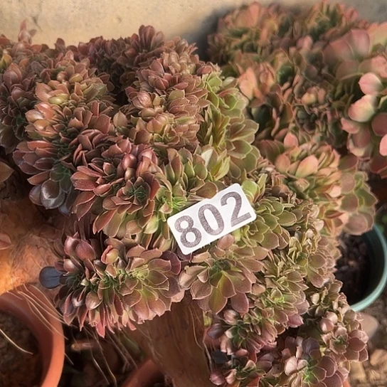 汪***汪多肉植物一个玫瑰802