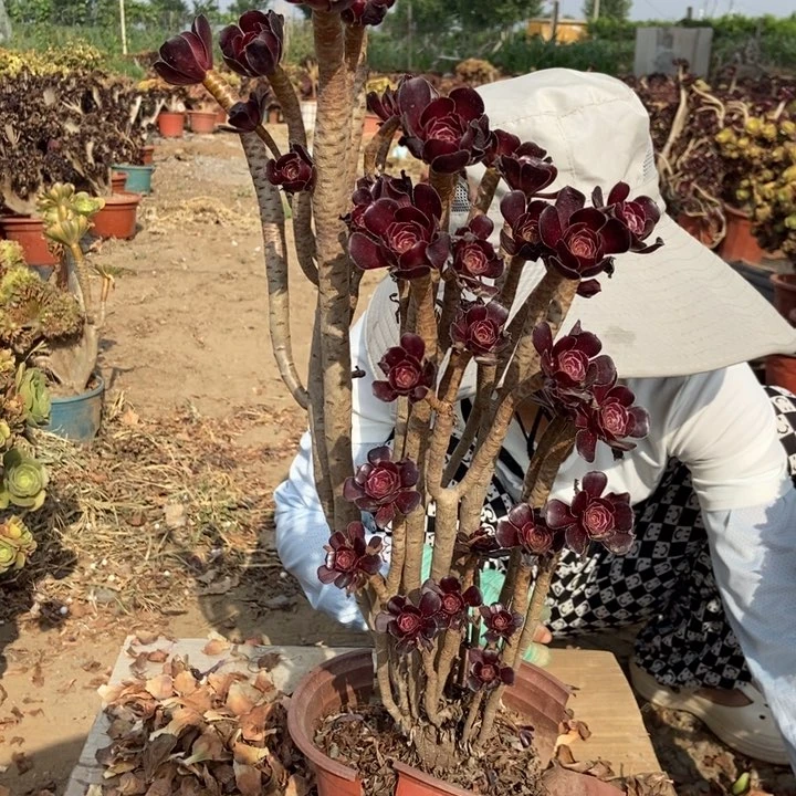 胡***凉788黑法师缀化红酒法师