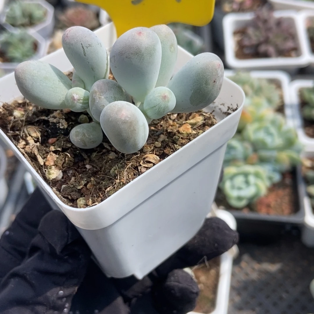 639米可奶多肉植物保护