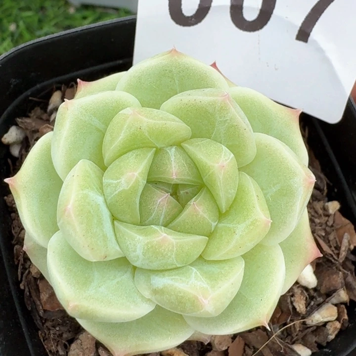 孤品  开播福利多肉植物