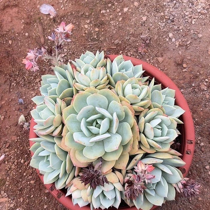 新****）多肉植物实物193