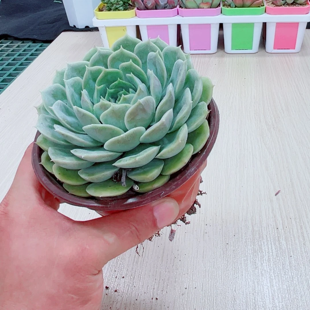 昂斯诺110多肉植物