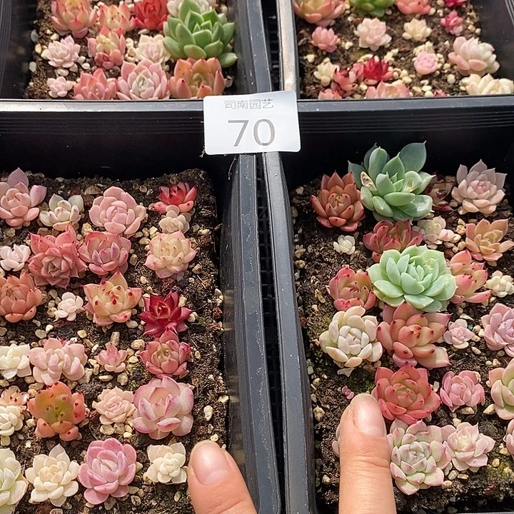 70 多肉植物盆栽花卉