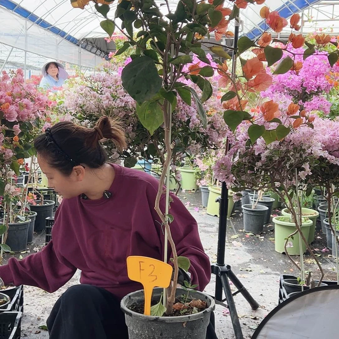 朵***️大部分花苞少量开放F3阿达娜