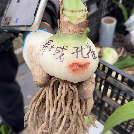 8厘米异域孔雀 表皮有点残 开花包对版