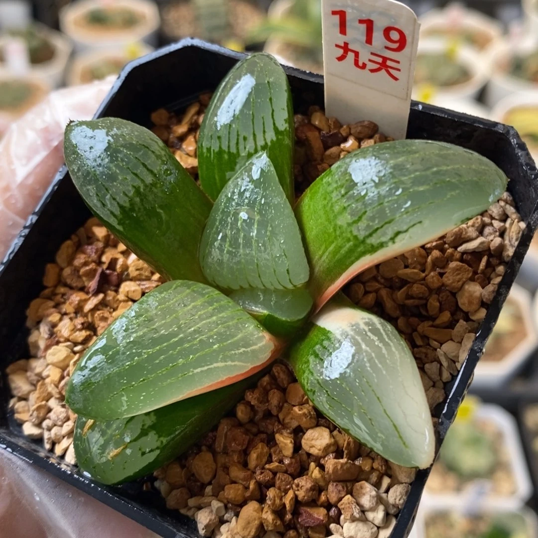 119号月光少锦带盆发货