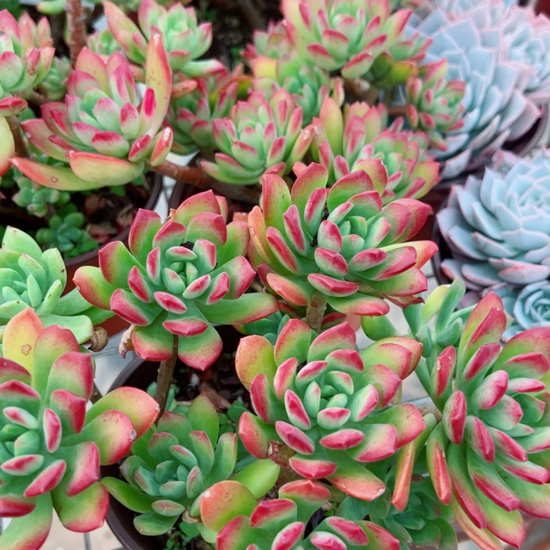 红稚莲整装整群两盆