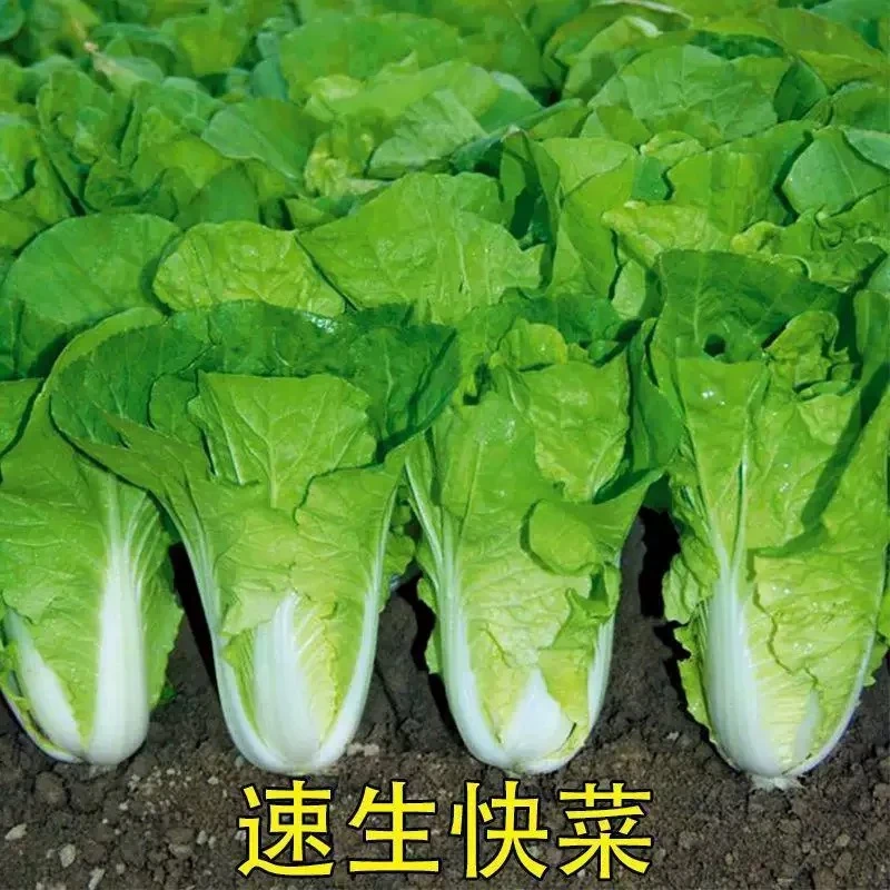 【满9.9包邮】奶油小白菜快菜种子耐热耐寒速生阳台庭院盆栽蔬菜籽