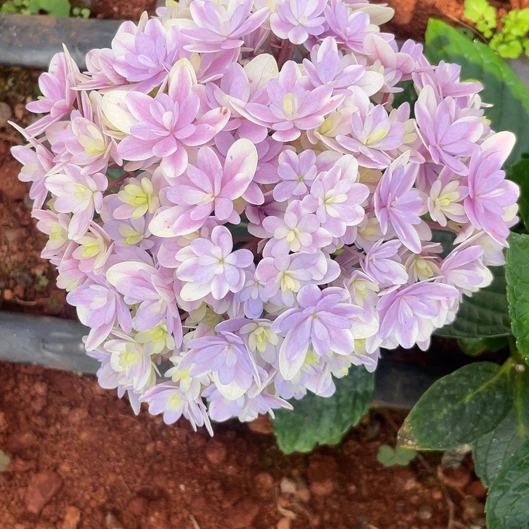 绣球切花一物一拍3枝起包邮，66