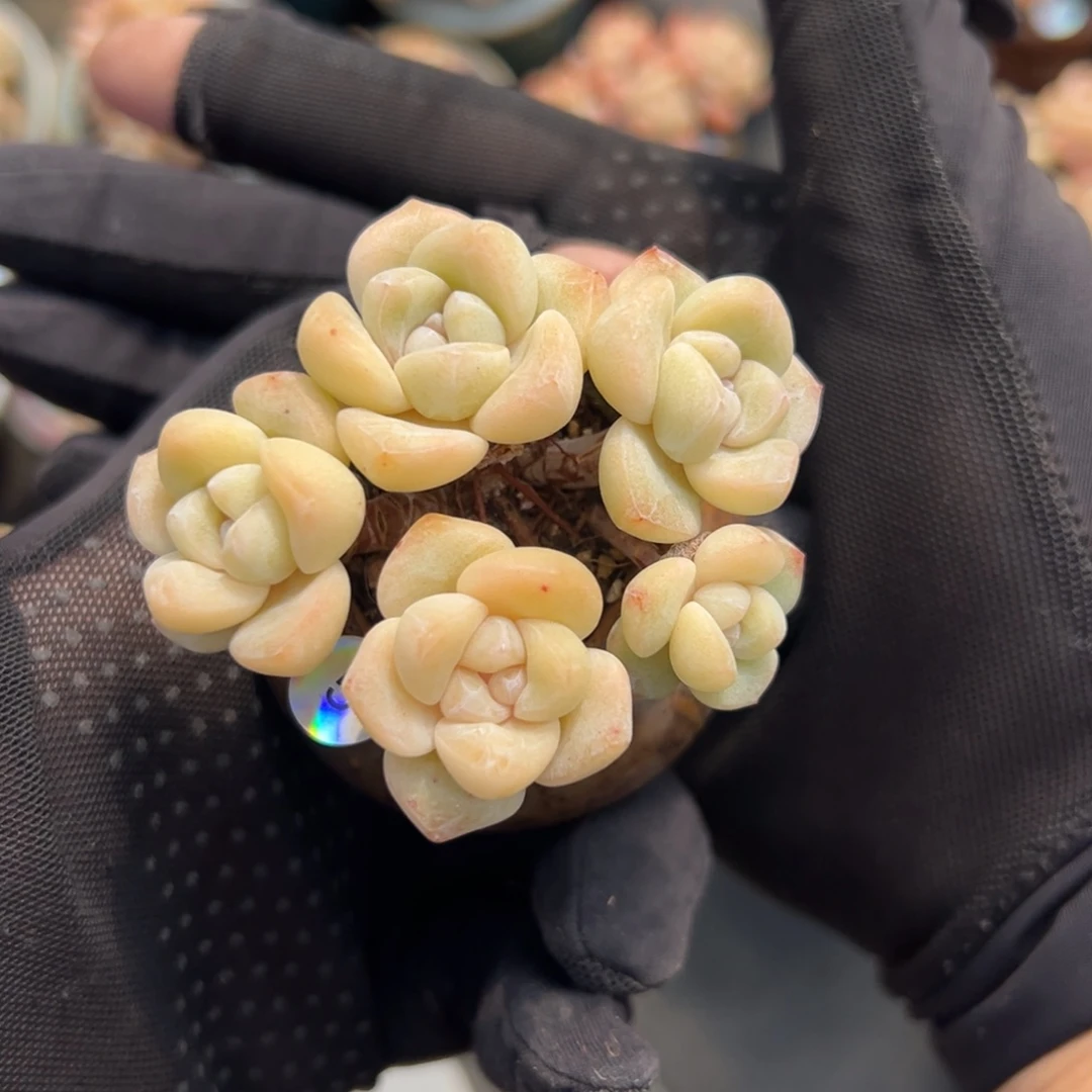 五头冰玉带盆0000000000